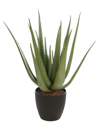 Aloe Vera con maceta 55cm  UV.exterior