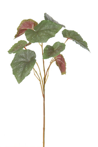 Begonia x 5 x 70cms verde  caja.6
