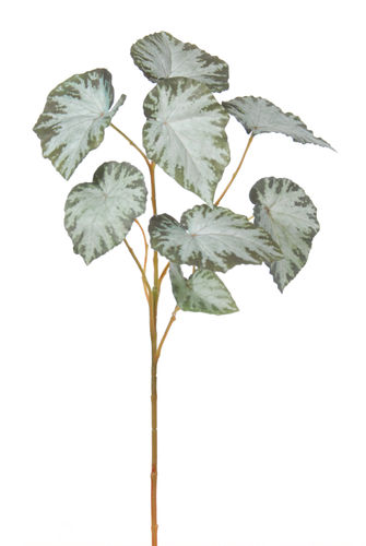 Begonia x 5 x 70cms gris  caja.6