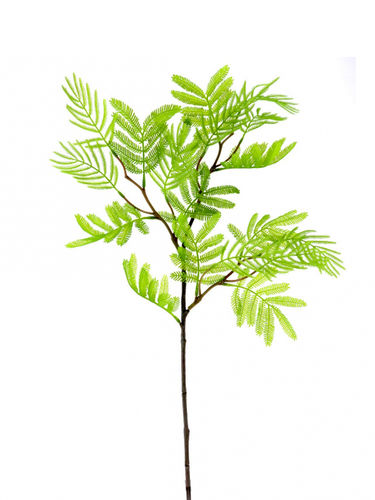 Acacia dealbata x 78cms