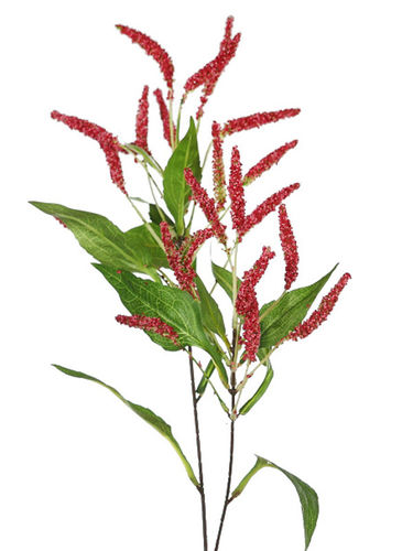 Rama Graminea.Erica x 90cms  rojo