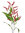Rama Graminea.Erica x 90cms rojo
