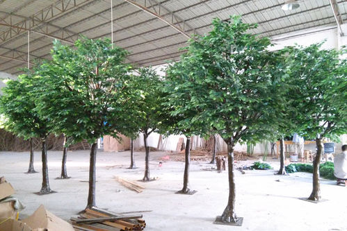 Ficus Benjamina Topyari x 400cms  copa. 280cms