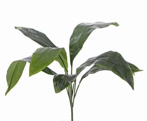 Apidistra planta x 70cm verde  "Premium"