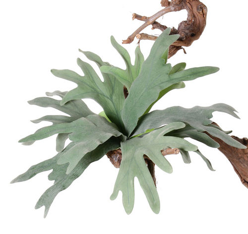 Platycerum x 35cms planta