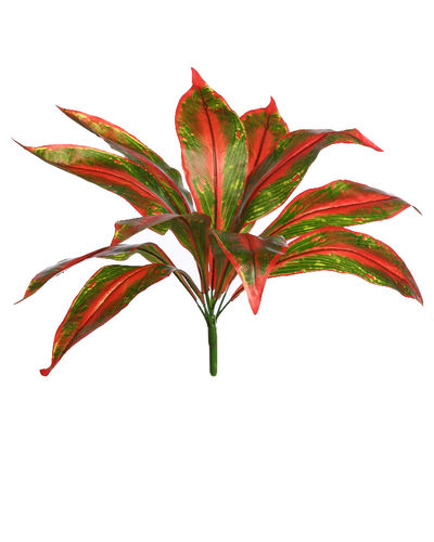 Cordyline x 40cm  green/red