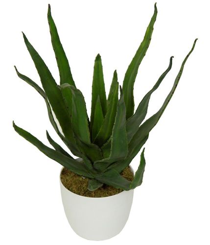Aloe  Cuerno Vera x 48cms con maceta