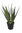Aloe Vera x 40cms Grupo con maceta