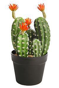 Cactus.flor x 35cms con maceta