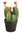Cactus.flor x 35cms con maceta