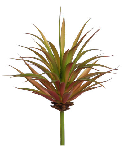 Aloe foster x 12cm  marron
