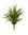 Aloe Foster x 12cm