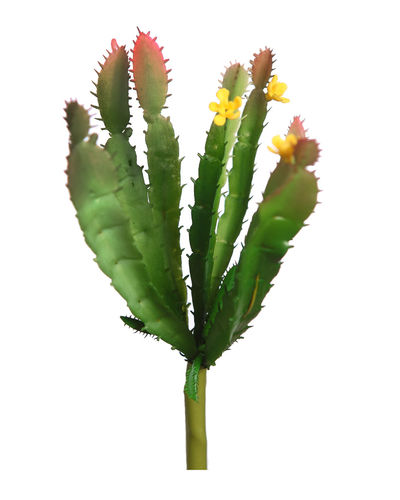 cactus con flor x 17cms