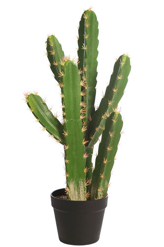 Cactus Senderis x 6 x 62cms  con maceta