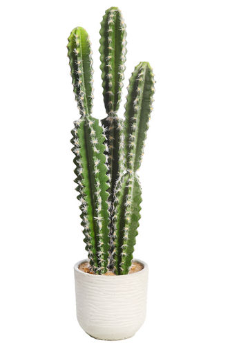 Cactus Floquet x 6 x 62cms  con maceta