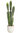 Cactus Floquet x 6 x 62cms con maceta