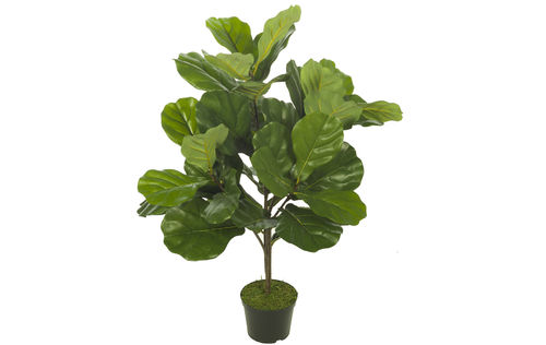 Ficus lyrata x 67 hojas x 87cms .. UV  " premium "