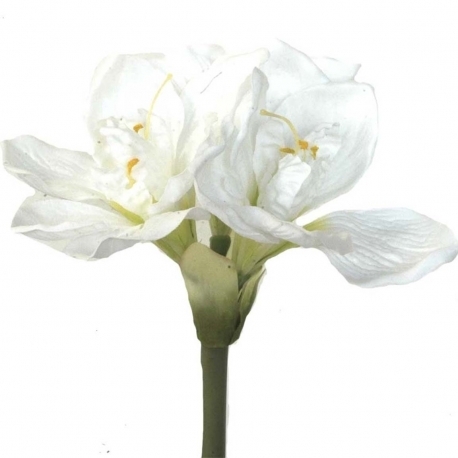 Amaryllis x 72cms  blanco