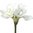 Amaryllis x 72cms blanco
