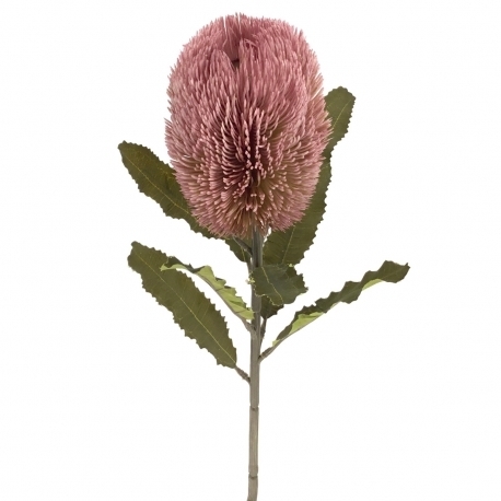 Banksia x 65 cms   malva