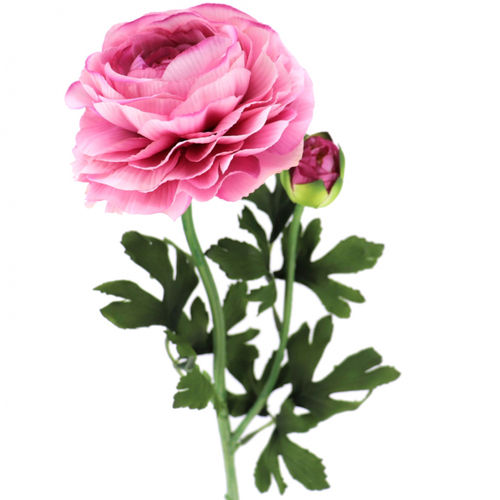 Ranunculo x 1 60cms  rosa (caja.12)