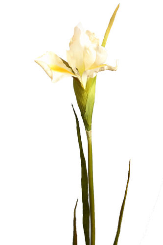Iris vara x 78cms