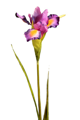 Iris vara x 78cms prpura