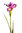 Iris vara x 78cms prpura