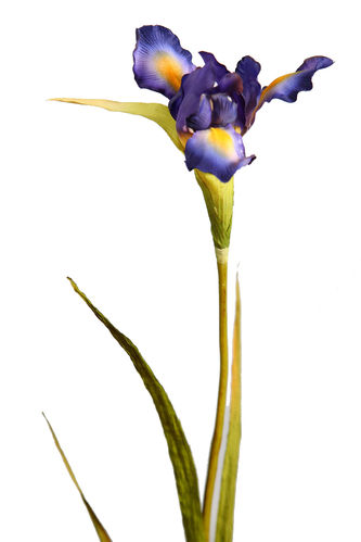 Iris vara x 78cms   azul