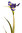 Iris vara x 78cms azul