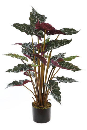 Alocasia Red-bron x 100cms con maceta " premium"