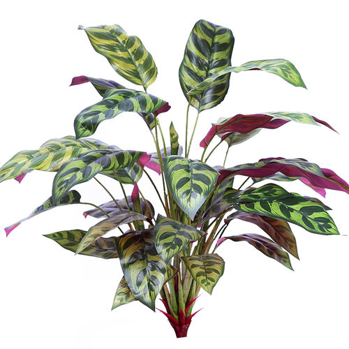 Chalatea plant x 72cms " tacto suave"