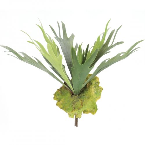 Plathycerum  plant x 52cms