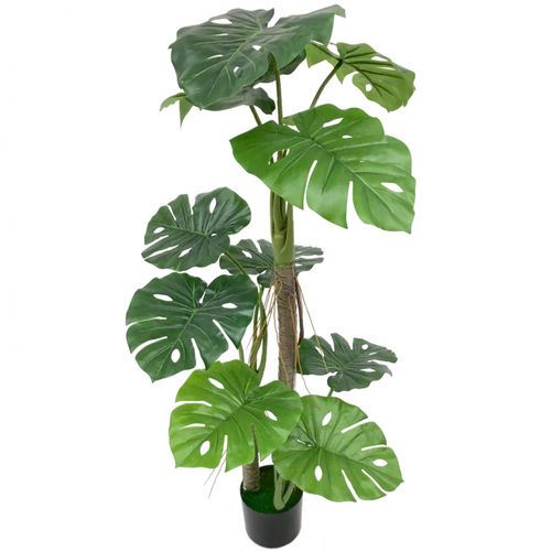 Philo plant x 120cms con maceta
