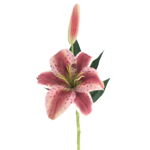 Lilium x 1 flor x 42cm   fucsia