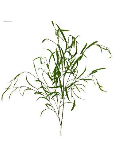 Salix rama x 120cms  verde