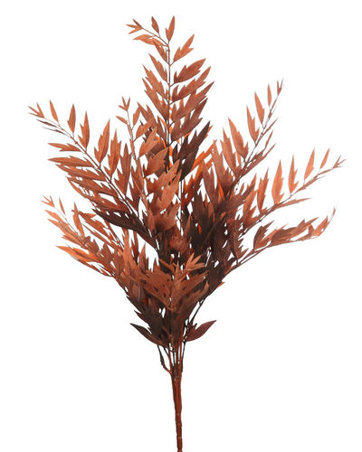 Planta Helechosa x 48cms  marron