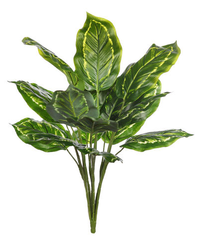 Calathea plant x 38cms   ( caja.6 )