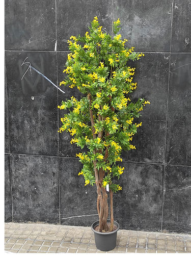 Mimosa Galouises  con maceta  150cms