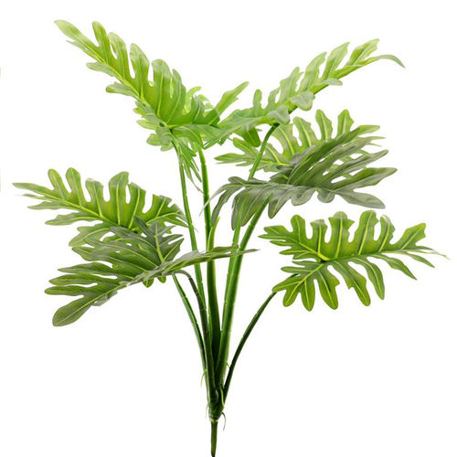 Selloum planta x 60cm ( caja.3 )