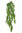Colagante Mimosa x 65cms