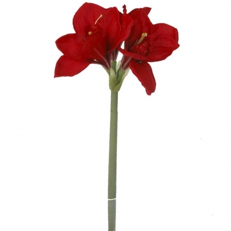 Amaryllis vara x 72cms  rojo