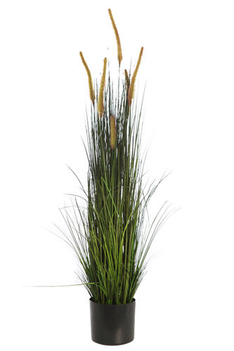 Graminea hierba/plumas x 100cms maceta.18