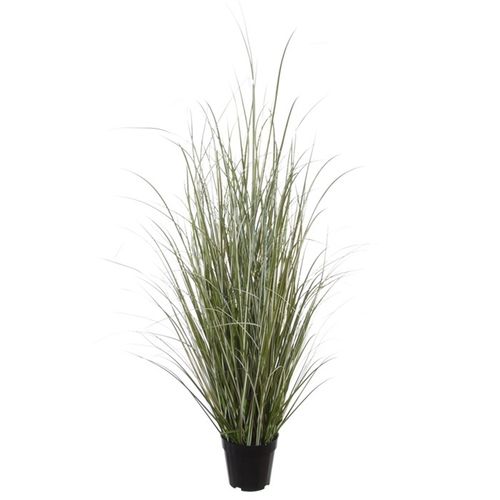 Graminea hierba/bitono x 100cms maceta.18cm