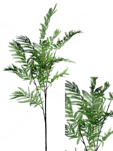 Grevillea rama x 90cm  verde  ( caja.8