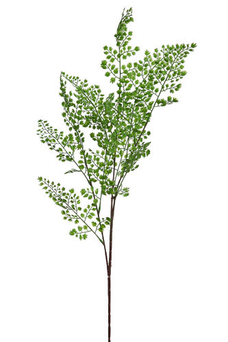 Adianthum rama x 100cm  verde