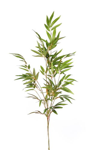Bambussa  rama x 95cms