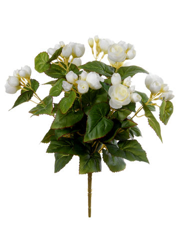 Begonia plant x 37cms blanca  ( caja.6)