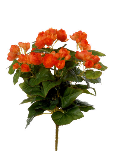 Begonia plant x 37cms   naranja  ( caja.6)