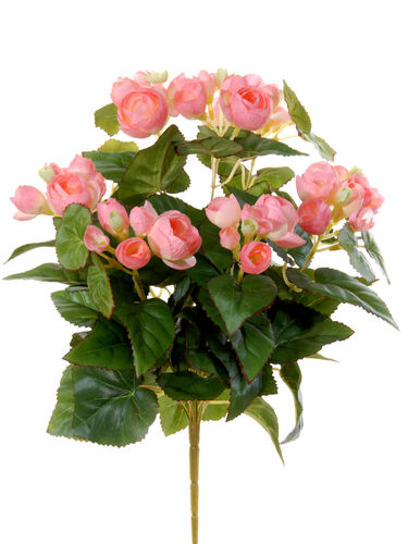 Begonia plant x 37cms   rosa  ( caja.6)